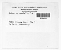 Urocystis occulta image